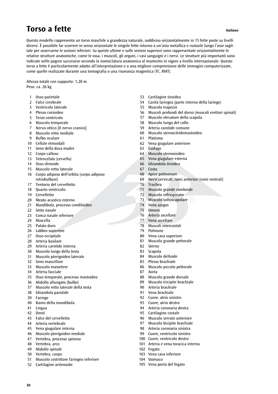 Torso a fette | 3B Scientific MRI Torso, 15 Transverse Sections User Manual | Page 30 / 40