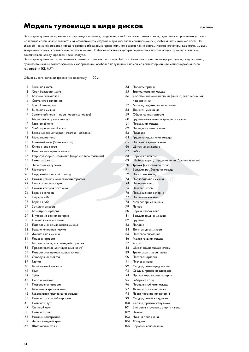 Модель туловища в виде дисков | 3B Scientific MRI Torso, 15 Transverse Sections User Manual | Page 34 / 40