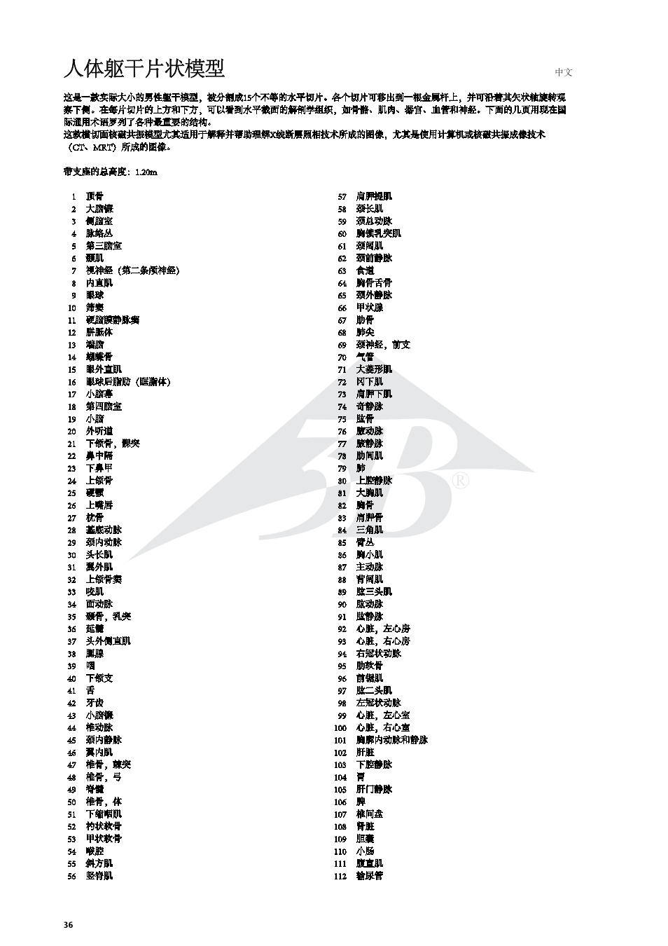 人体躯干片状模型 | 3B Scientific MRI Torso, 15 Transverse Sections User Manual | Page 36 / 40