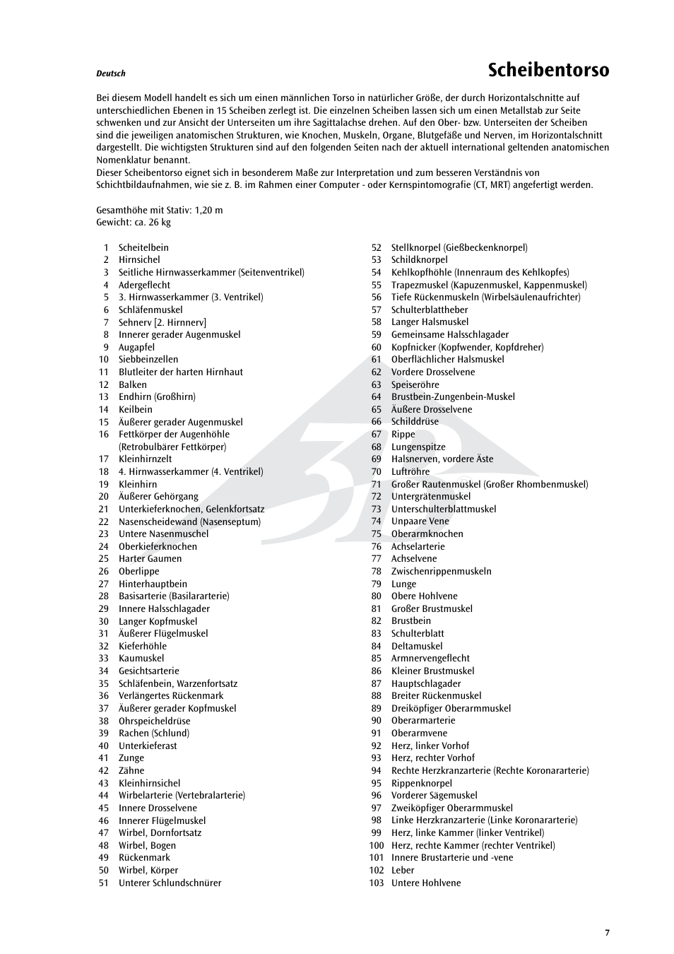 Scheibentorso | 3B Scientific MRI Torso, 15 Transverse Sections User Manual | Page 7 / 40