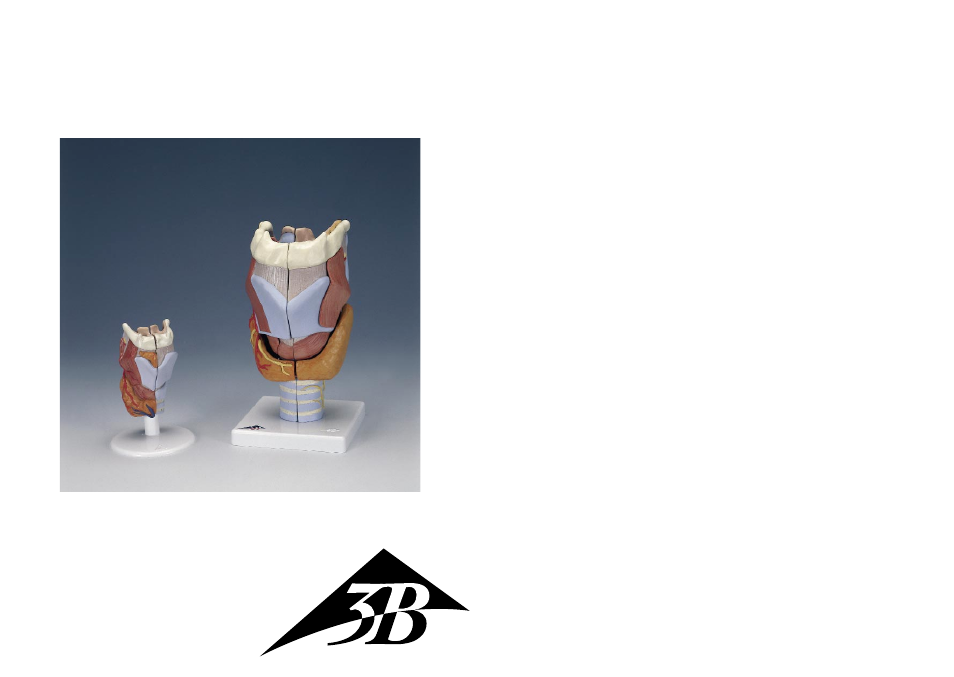 3B Scientific Larynx Model, 2 part User Manual | 9 pages