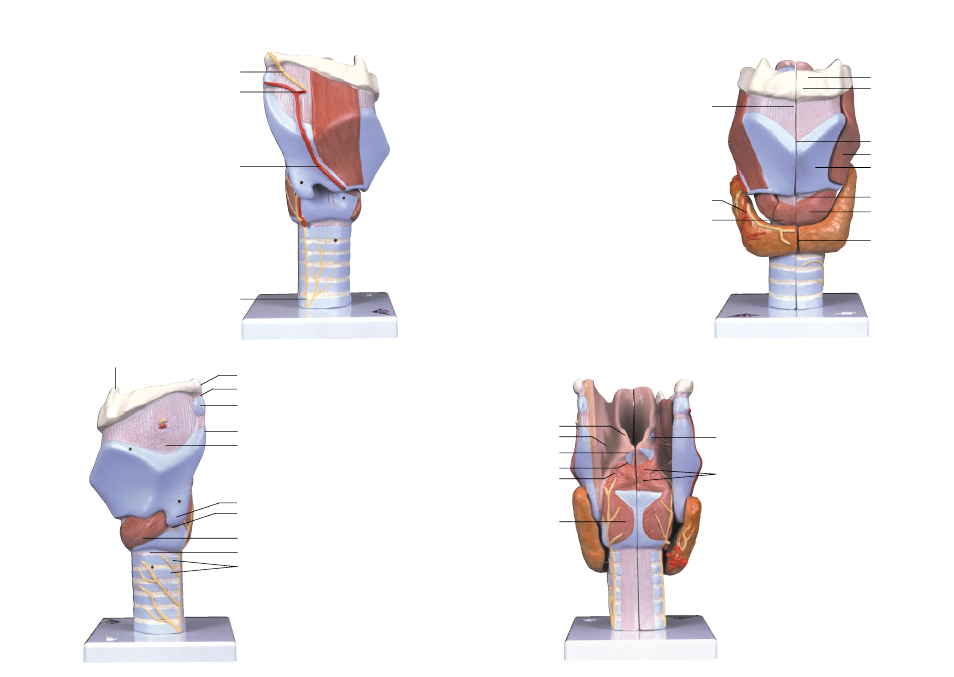 3B Scientific Larynx Model, 2 part User Manual | Page 4 / 9