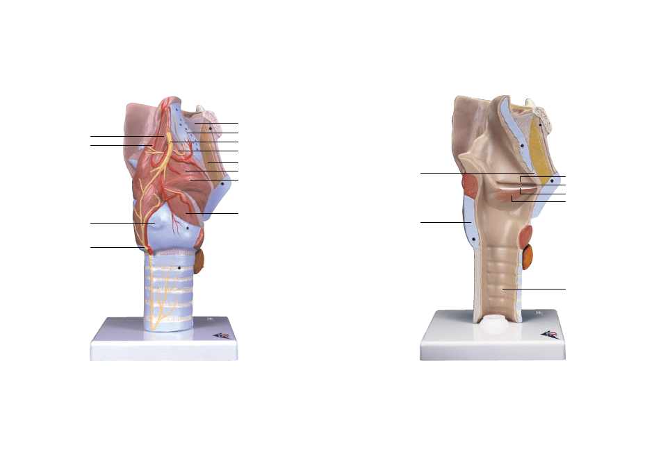 3B Scientific Larynx Model, 2 part User Manual | Page 5 / 9
