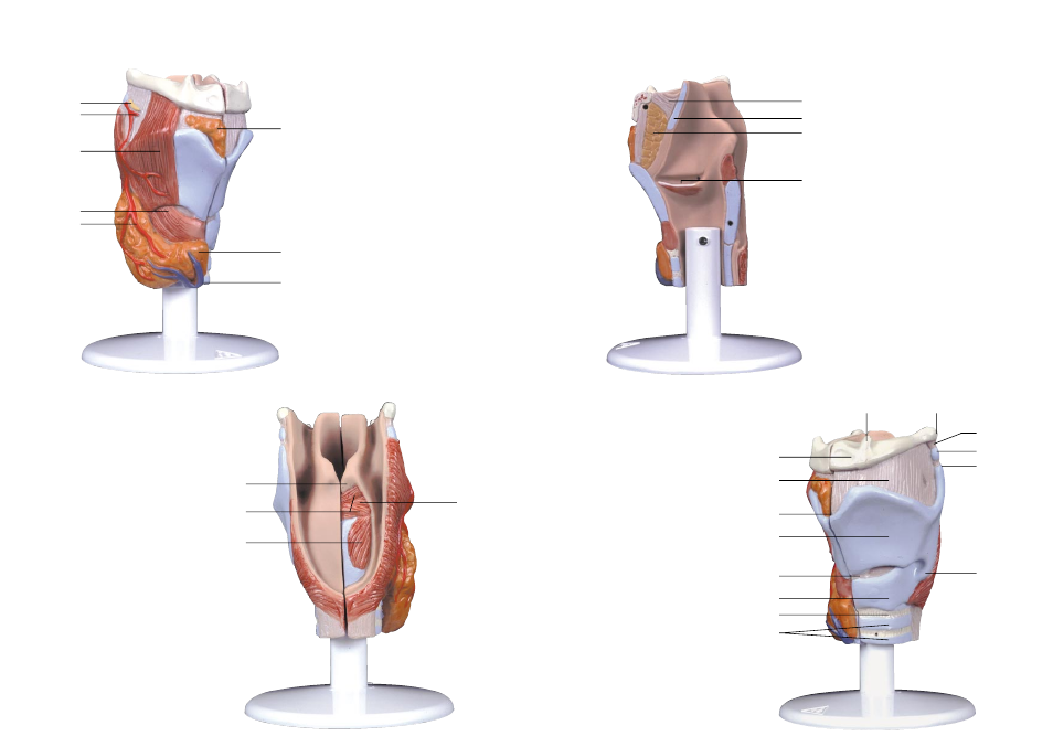 3B Scientific Larynx Model, 2 part User Manual | Page 6 / 9