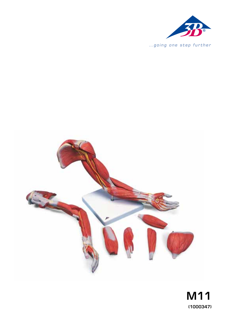 3B Scientific Deluxe Muscle Arm, 6 part, Life Size User Manual | 28 pages