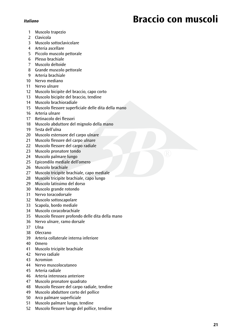 Braccio con muscoli | 3B Scientific Deluxe Muscle Arm, 6 part, Life Size User Manual | Page 21 / 28