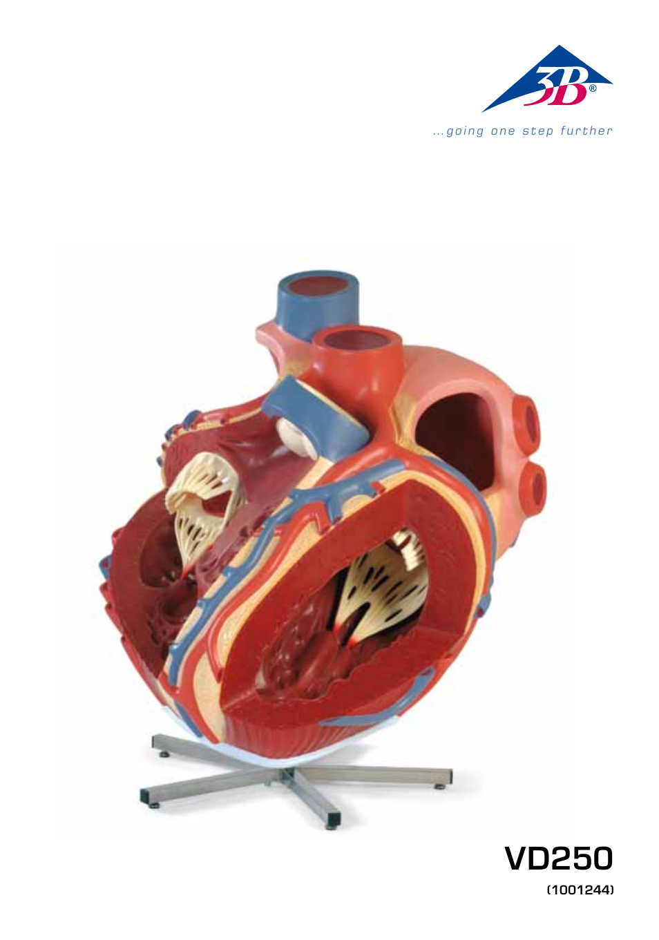 3B Scientific Giant Heart, 8 times life size User Manual | 20 pages