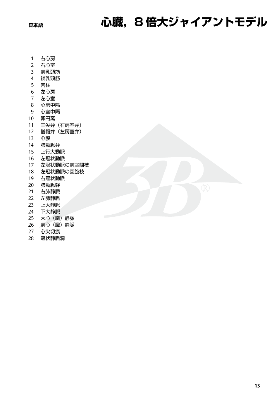 心臓，8 倍大ジャイアントモデル | 3B Scientific Giant Heart, 8 times life size User Manual | Page 13 / 20