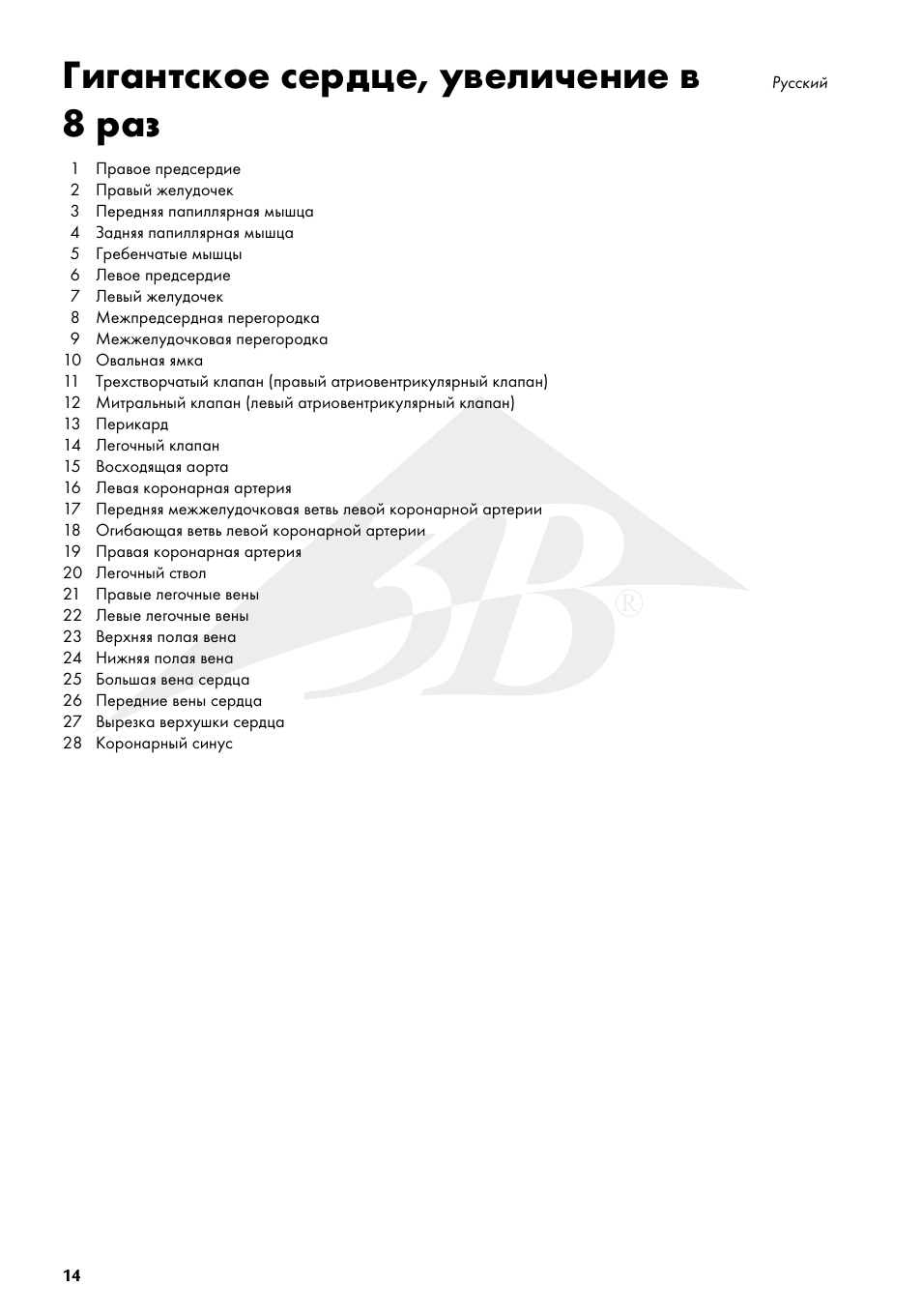 Гигантское сердце, увеличение в 8 раз | 3B Scientific Giant Heart, 8 times life size User Manual | Page 14 / 20