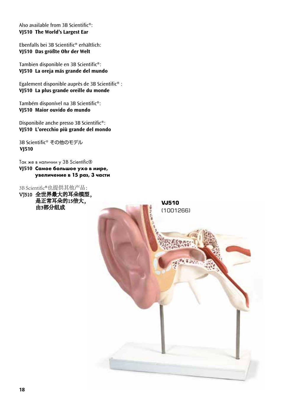 Vj510 | 3B Scientific Giant Heart, 8 times life size User Manual | Page 18 / 20