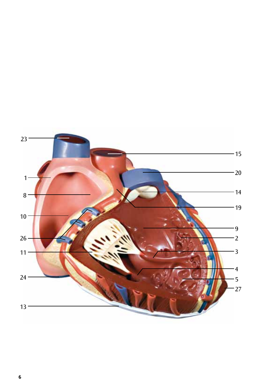 3B Scientific Giant Heart, 8 times life size User Manual | Page 6 / 20