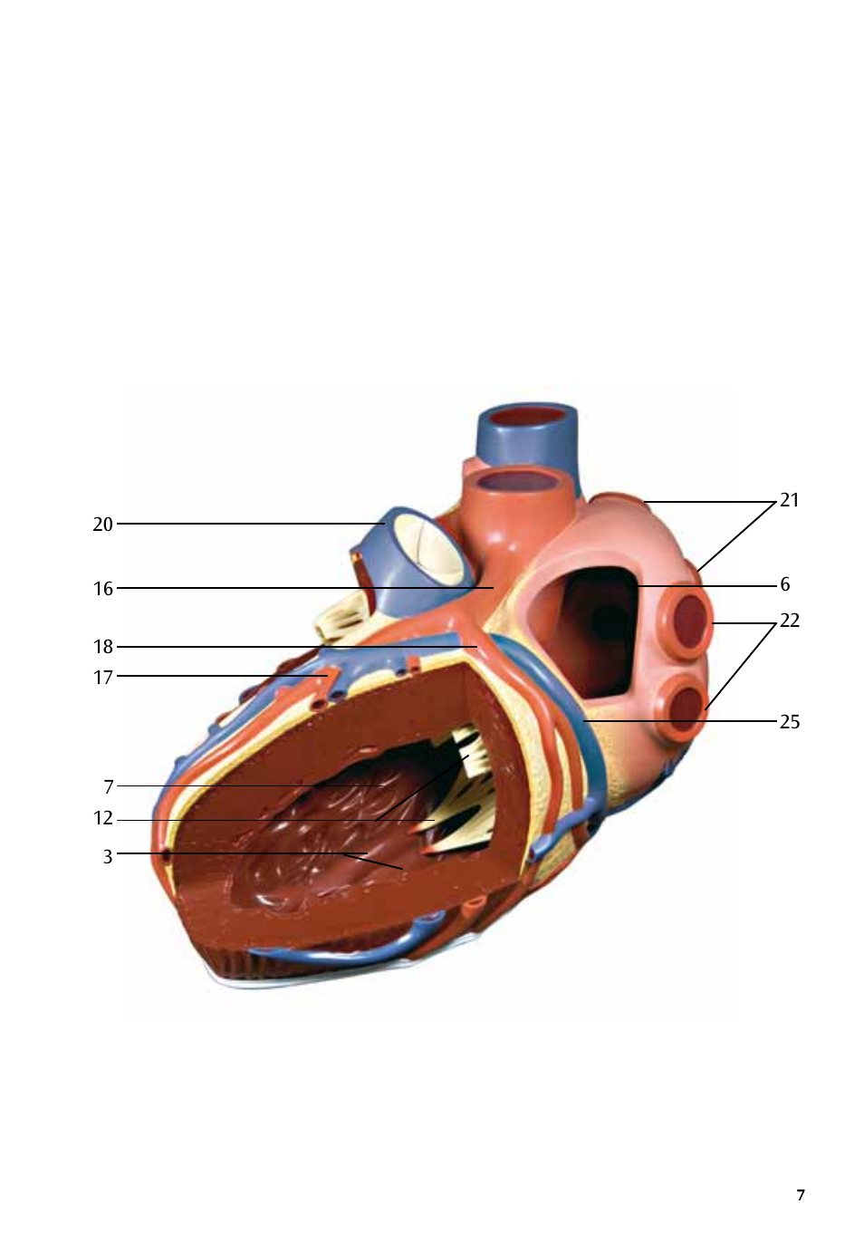 3B Scientific Giant Heart, 8 times life size User Manual | Page 7 / 20