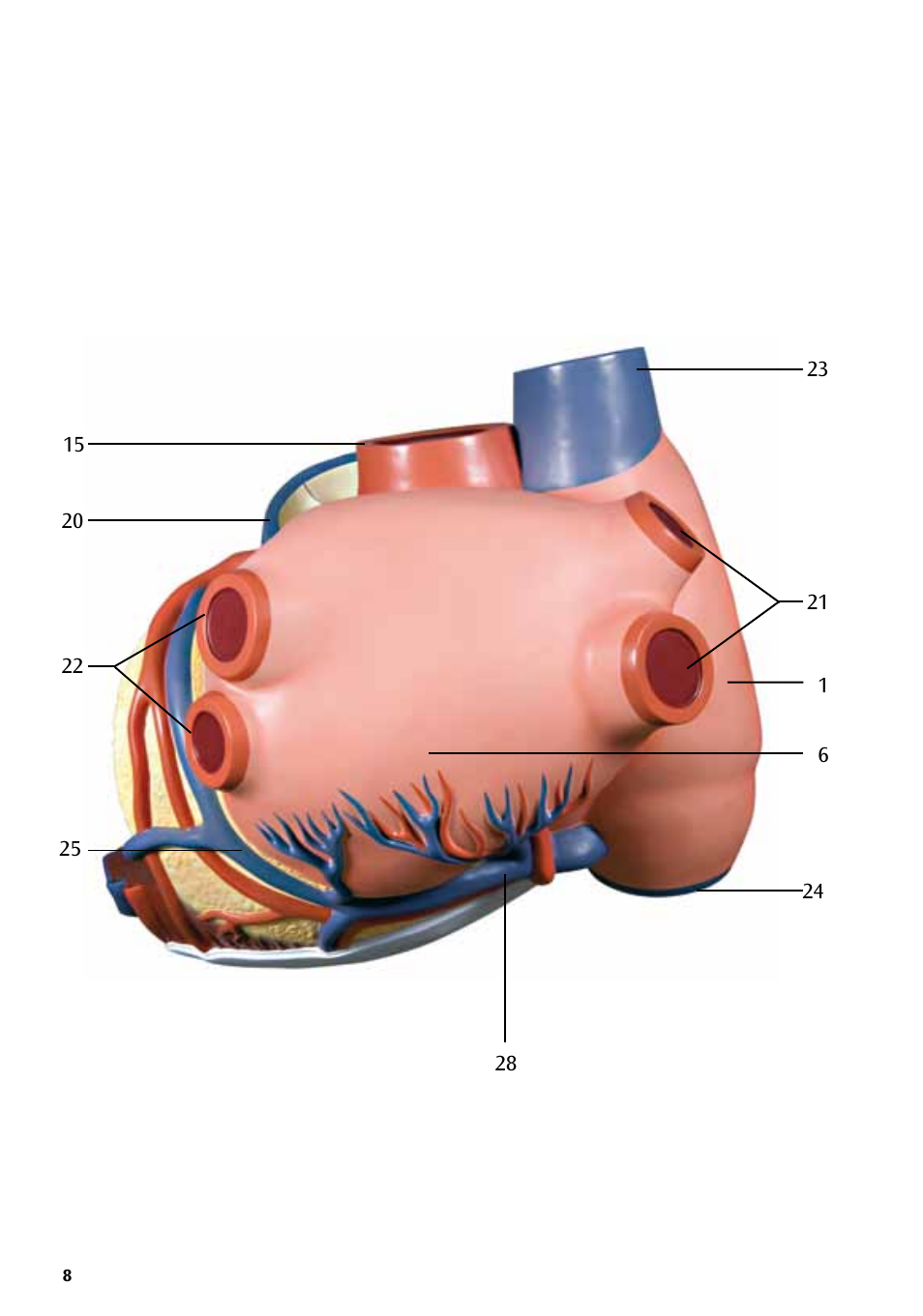 3B Scientific Giant Heart, 8 times life size User Manual | Page 8 / 20