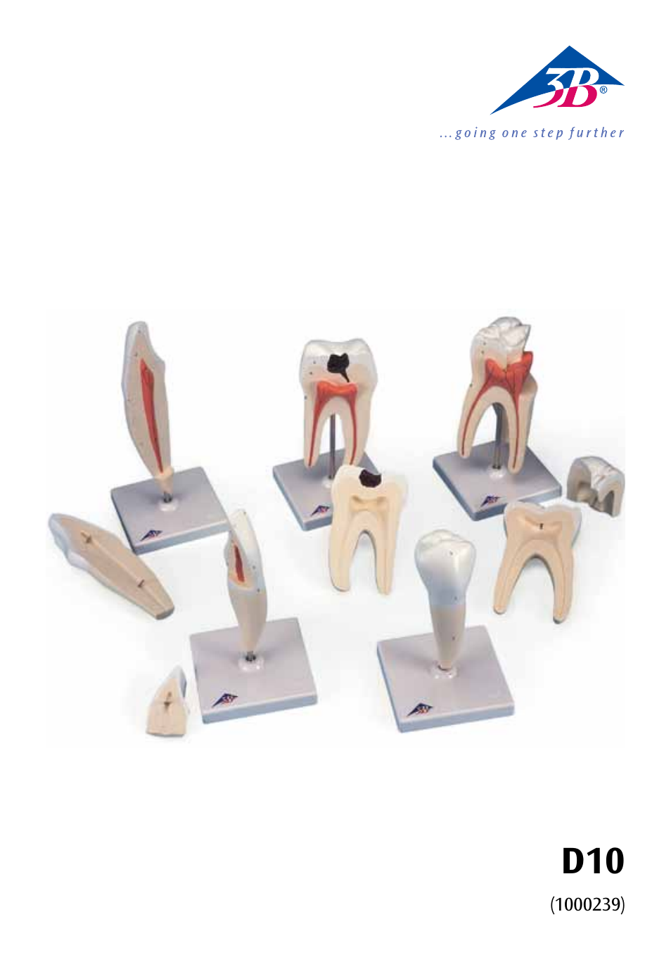 3B Scientific Classic Tooth Model Series, 5 models User Manual | 12 pages