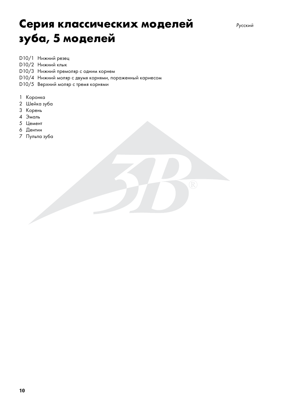 Серия классических моделей зуба, 5 моделей | 3B Scientific Classic Tooth Model Series, 5 models User Manual | Page 10 / 12