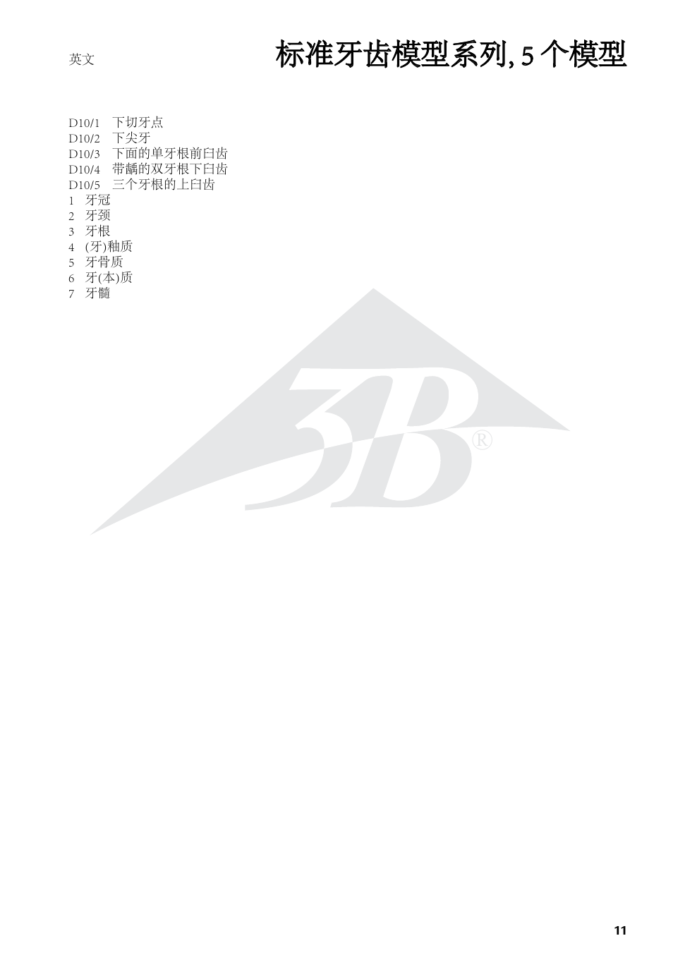 标准牙齿模型系列, 5 个模型 | 3B Scientific Classic Tooth Model Series, 5 models User Manual | Page 11 / 12