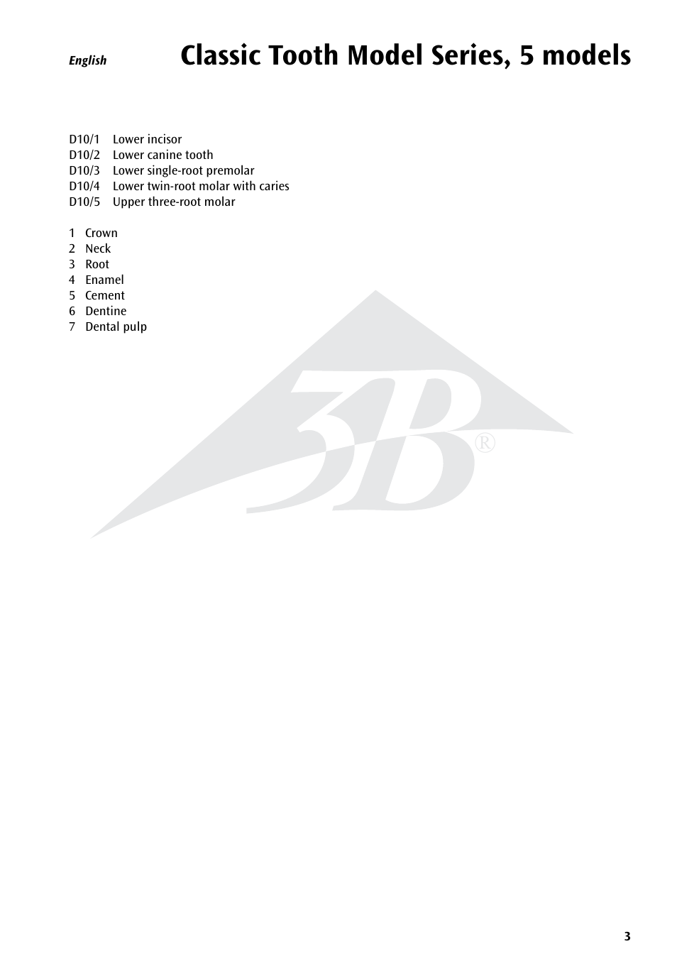 Classic tooth model series, 5 models | 3B Scientific Classic Tooth Model Series, 5 models User Manual | Page 3 / 12