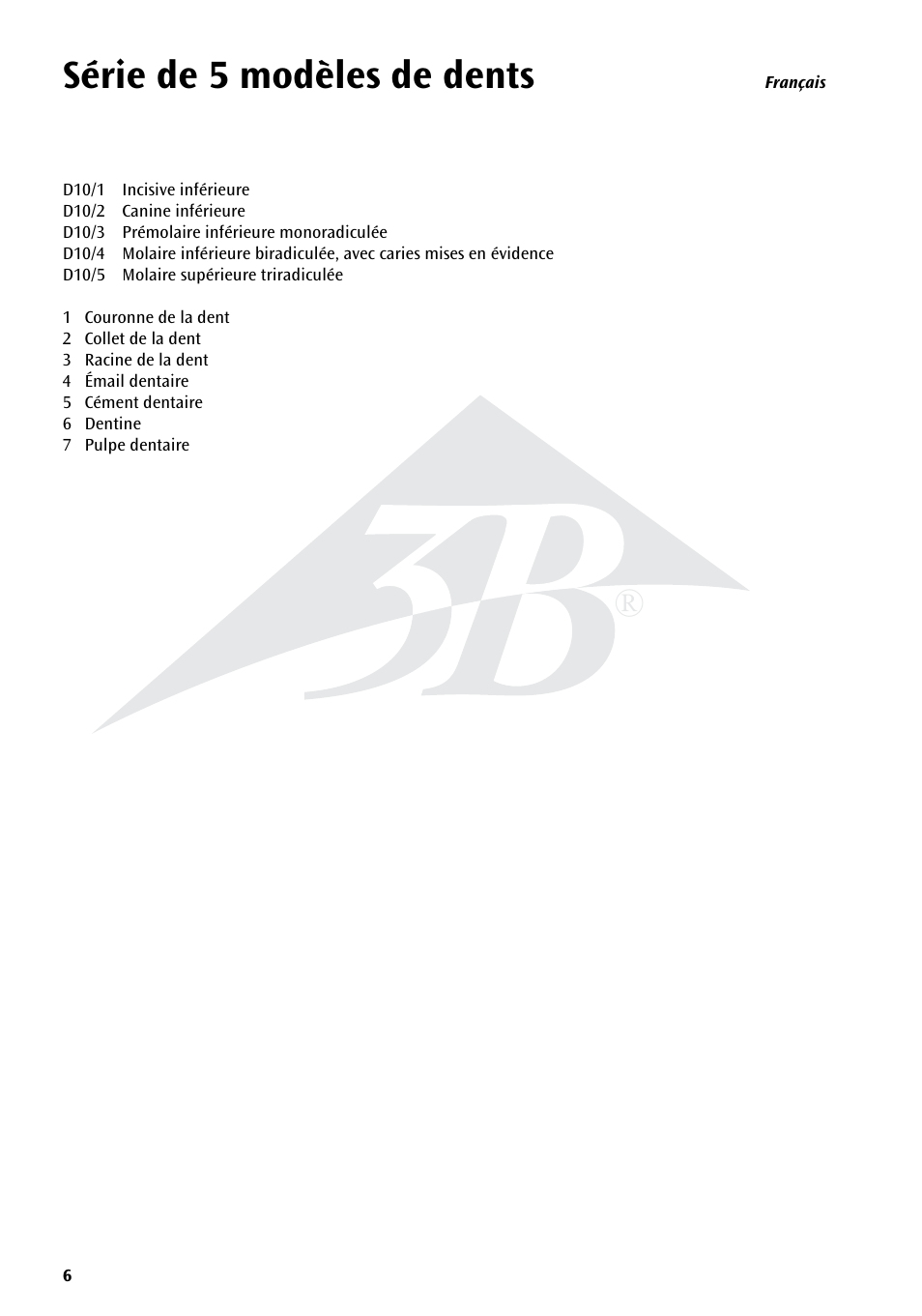 Série de 5 modèles de dents | 3B Scientific Classic Tooth Model Series, 5 models User Manual | Page 6 / 12