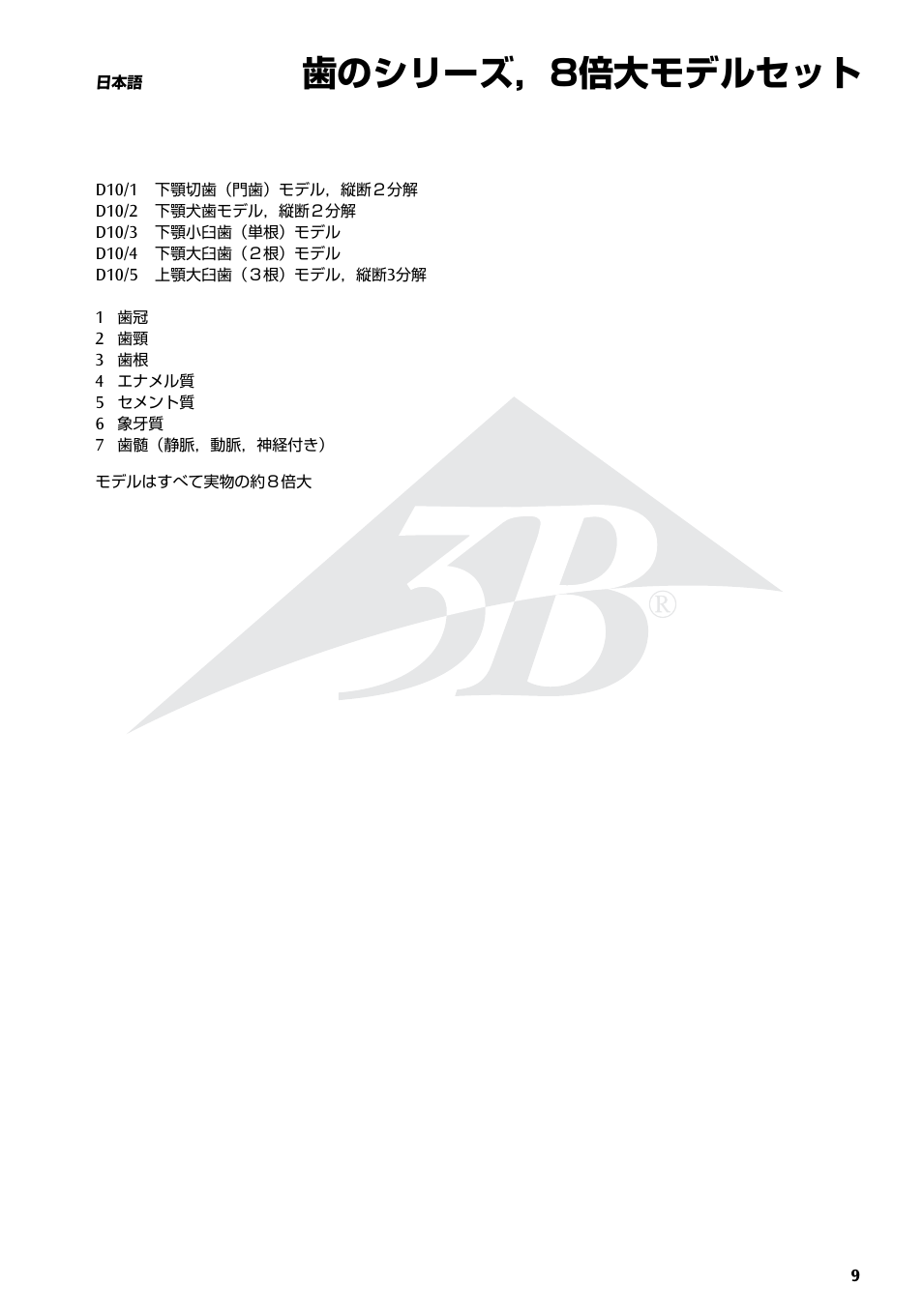 歯のシリーズ，8倍大モデルセット | 3B Scientific Classic Tooth Model Series, 5 models User Manual | Page 9 / 12