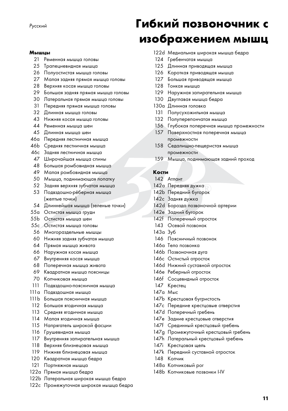 Гибкий позвоночник с изображением мышц | 3B Scientific Deluxe Flexible Spine Model with Femur Heads and Painted Muscles User Manual | Page 11 / 16