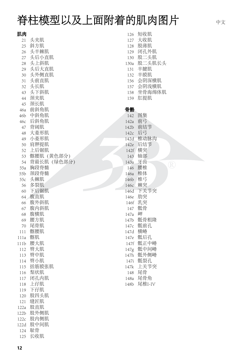 脊柱模型以及上面附着的肌肉图片 | 3B Scientific Deluxe Flexible Spine Model with Femur Heads and Painted Muscles User Manual | Page 12 / 16