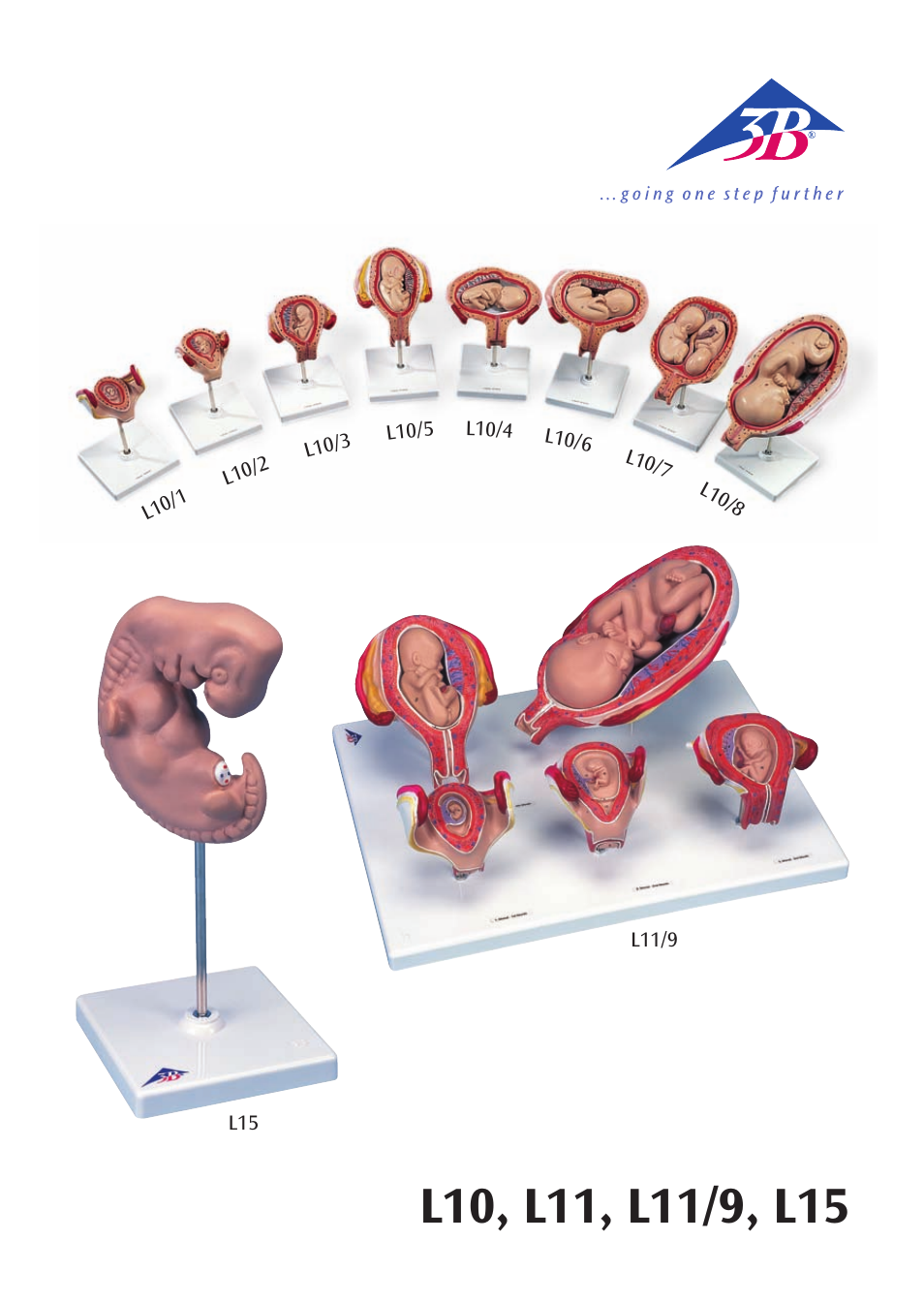 3B Scientific 7th Month Fetus User Manual | 14 pages