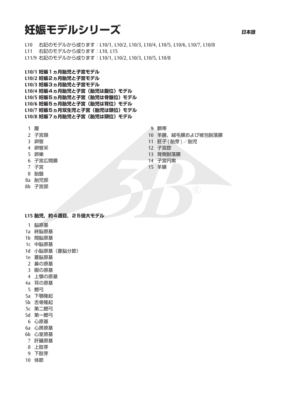 妊娠モデルシリーズ | 3B Scientific 7th Month Fetus User Manual | Page 10 / 14
