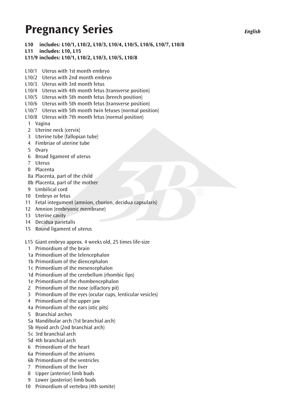 Pregnancy series | 3B Scientific 7th Month Fetus User Manual | Page 4 / 14