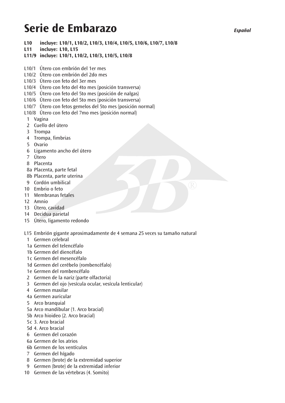 Serie de embarazo | 3B Scientific 7th Month Fetus User Manual | Page 6 / 14