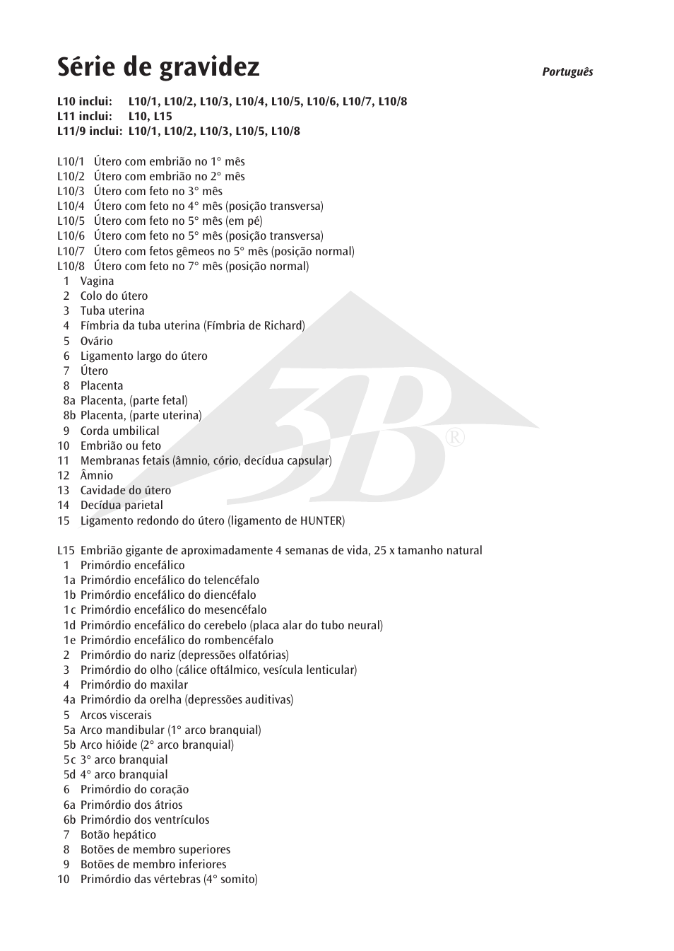 Série de gravidez | 3B Scientific 7th Month Fetus User Manual | Page 8 / 14