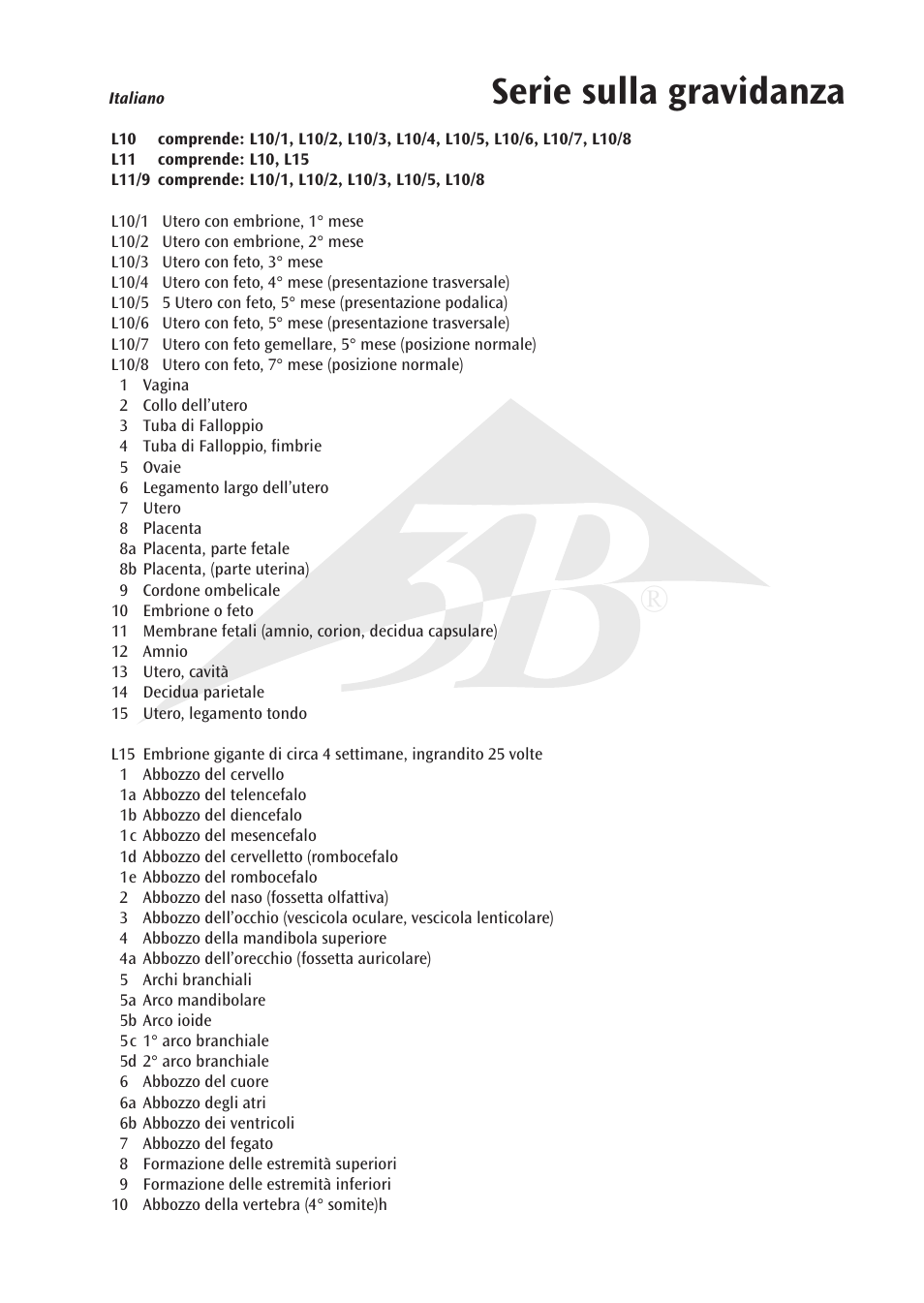 Serie sulla gravidanza | 3B Scientific 7th Month Fetus User Manual | Page 9 / 14