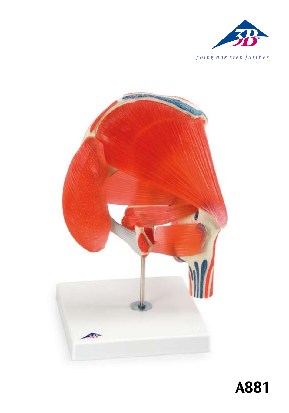3B Scientific Hip Joint with Removable Muscles, 7 part User Manual | 24 pages