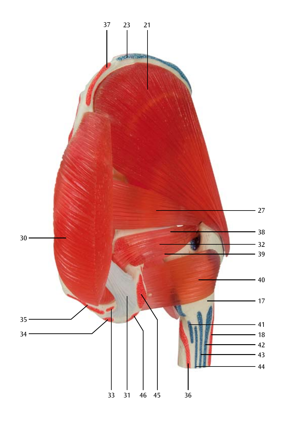 3B Scientific Hip Joint with Removable Muscles, 7 part User Manual | Page 10 / 24