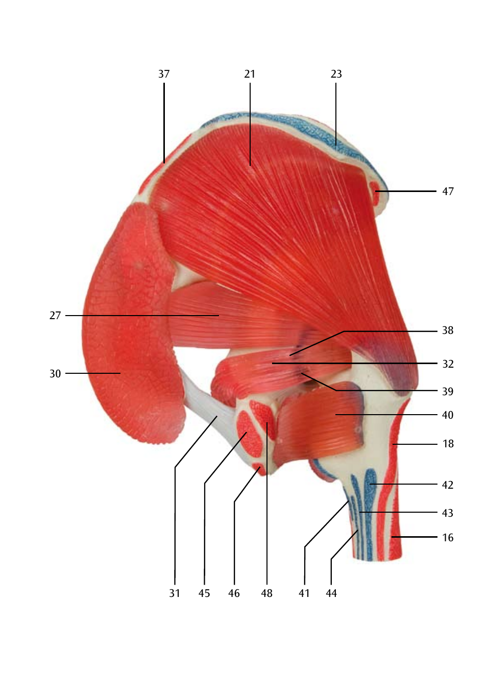 3B Scientific Hip Joint with Removable Muscles, 7 part User Manual | Page 11 / 24