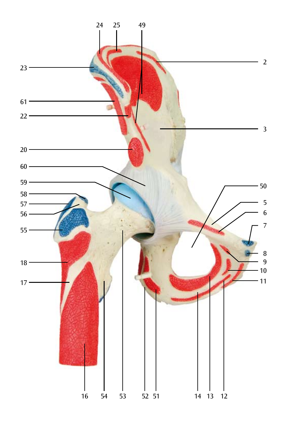 3B Scientific Hip Joint with Removable Muscles, 7 part User Manual | Page 12 / 24