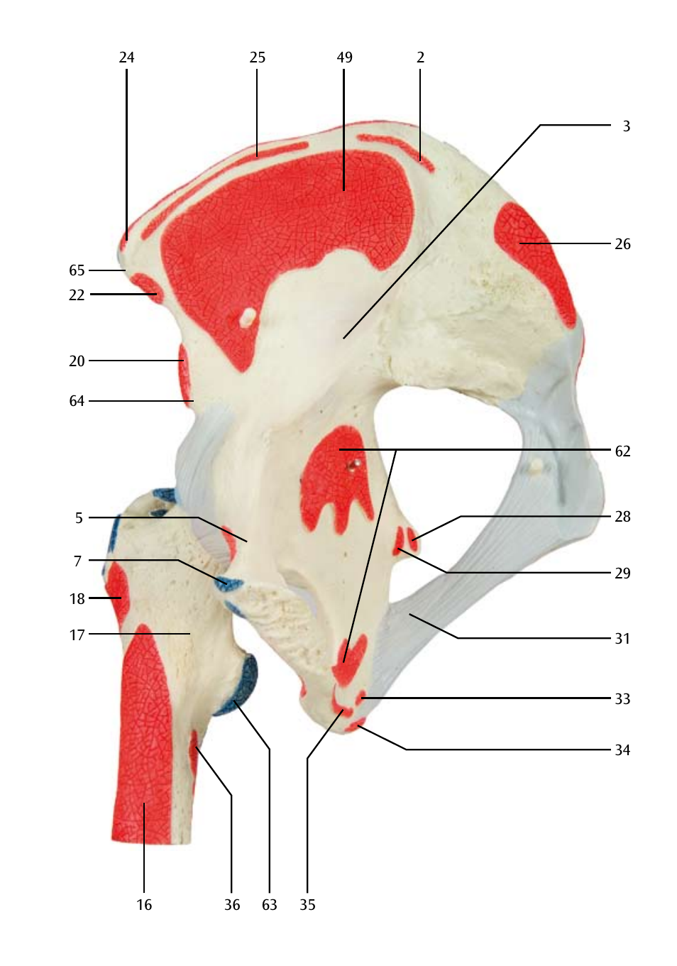 3B Scientific Hip Joint with Removable Muscles, 7 part User Manual | Page 13 / 24