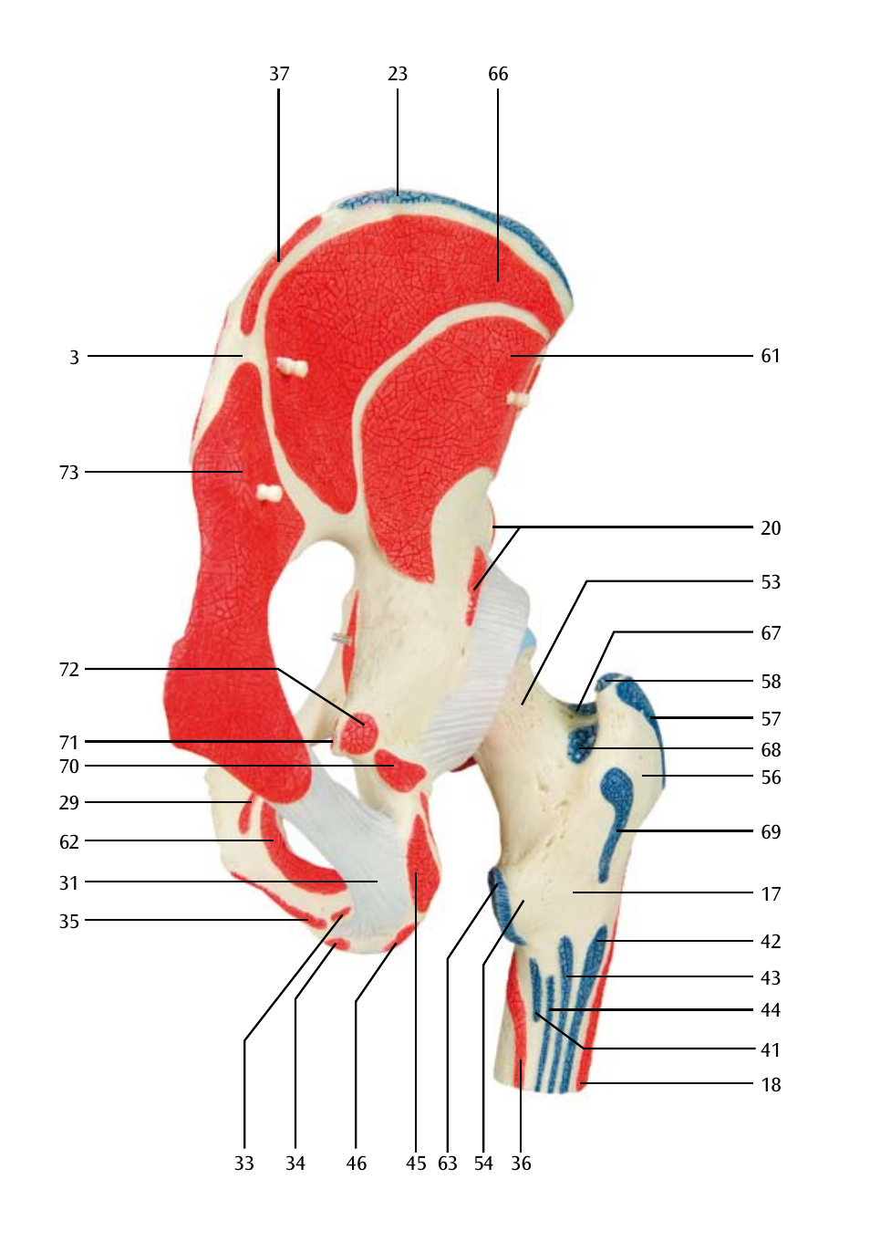 3B Scientific Hip Joint with Removable Muscles, 7 part User Manual | Page 14 / 24