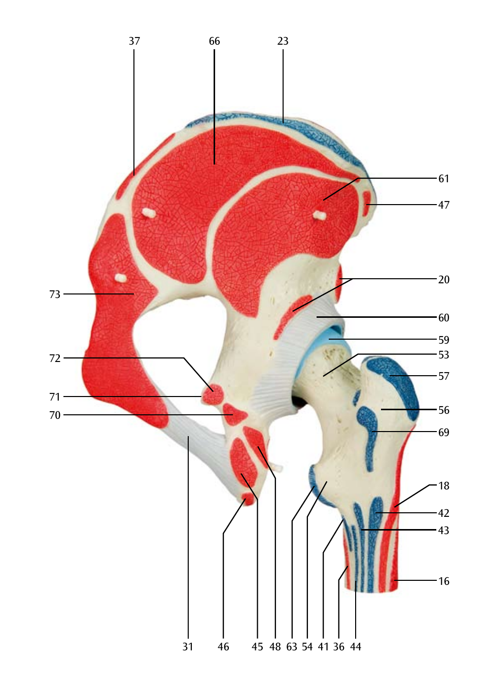 3B Scientific Hip Joint with Removable Muscles, 7 part User Manual | Page 15 / 24
