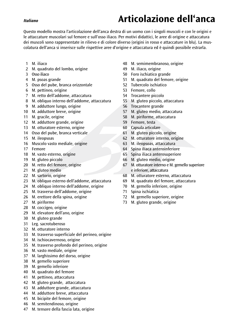 Articolazione dell‘anca | 3B Scientific Hip Joint with Removable Muscles, 7 part User Manual | Page 17 / 24