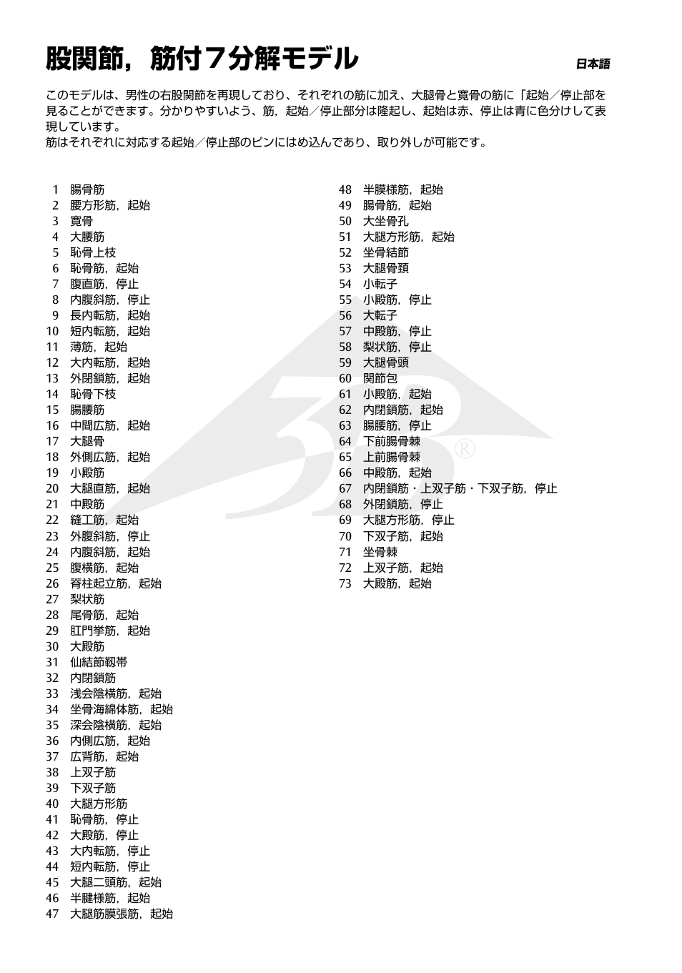 股関節，筋付７分解モデル | 3B Scientific Hip Joint with Removable Muscles, 7 part User Manual | Page 18 / 24