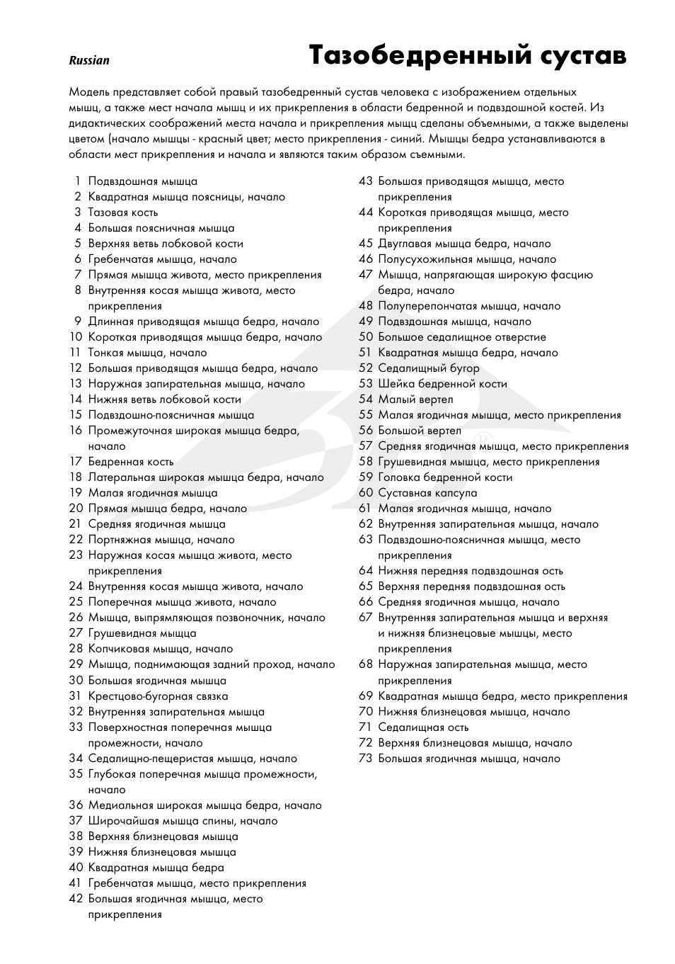 Тазобедренный сустав | 3B Scientific Hip Joint with Removable Muscles, 7 part User Manual | Page 19 / 24