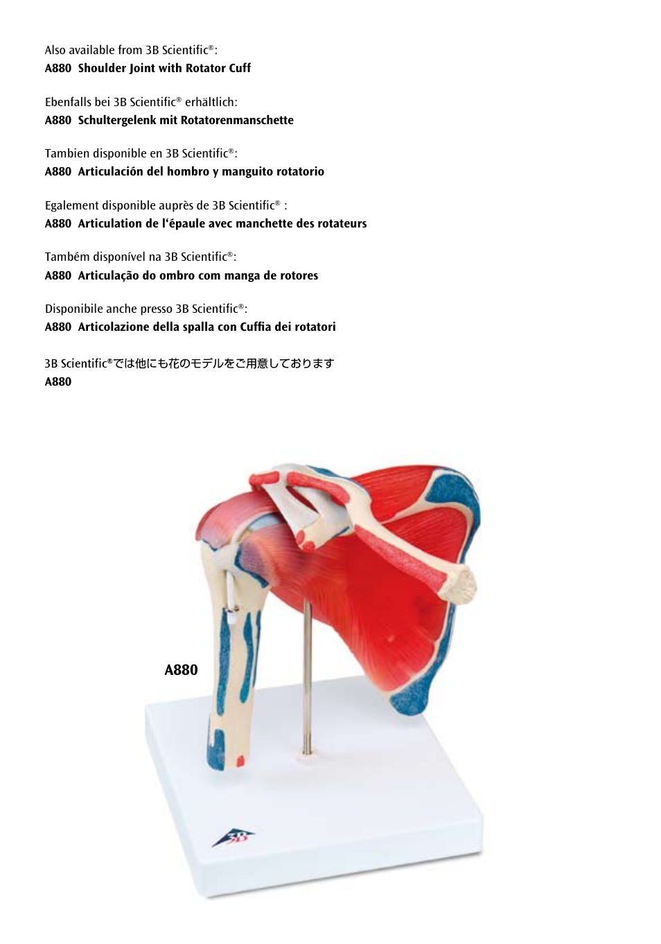 A880 | 3B Scientific Hip Joint with Removable Muscles, 7 part User Manual | Page 22 / 24