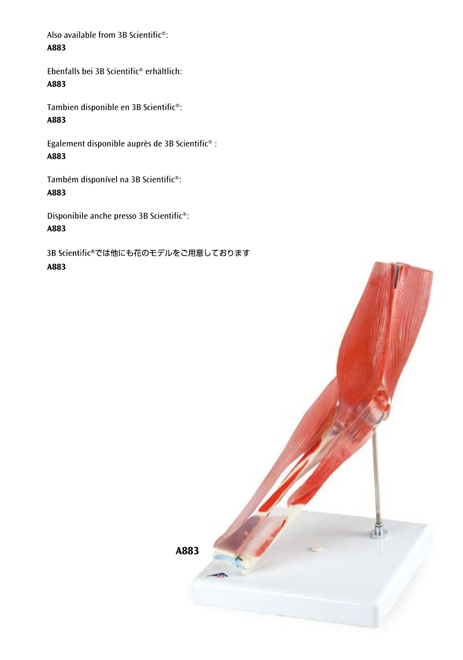 A883 | 3B Scientific Hip Joint with Removable Muscles, 7 part User Manual | Page 23 / 24