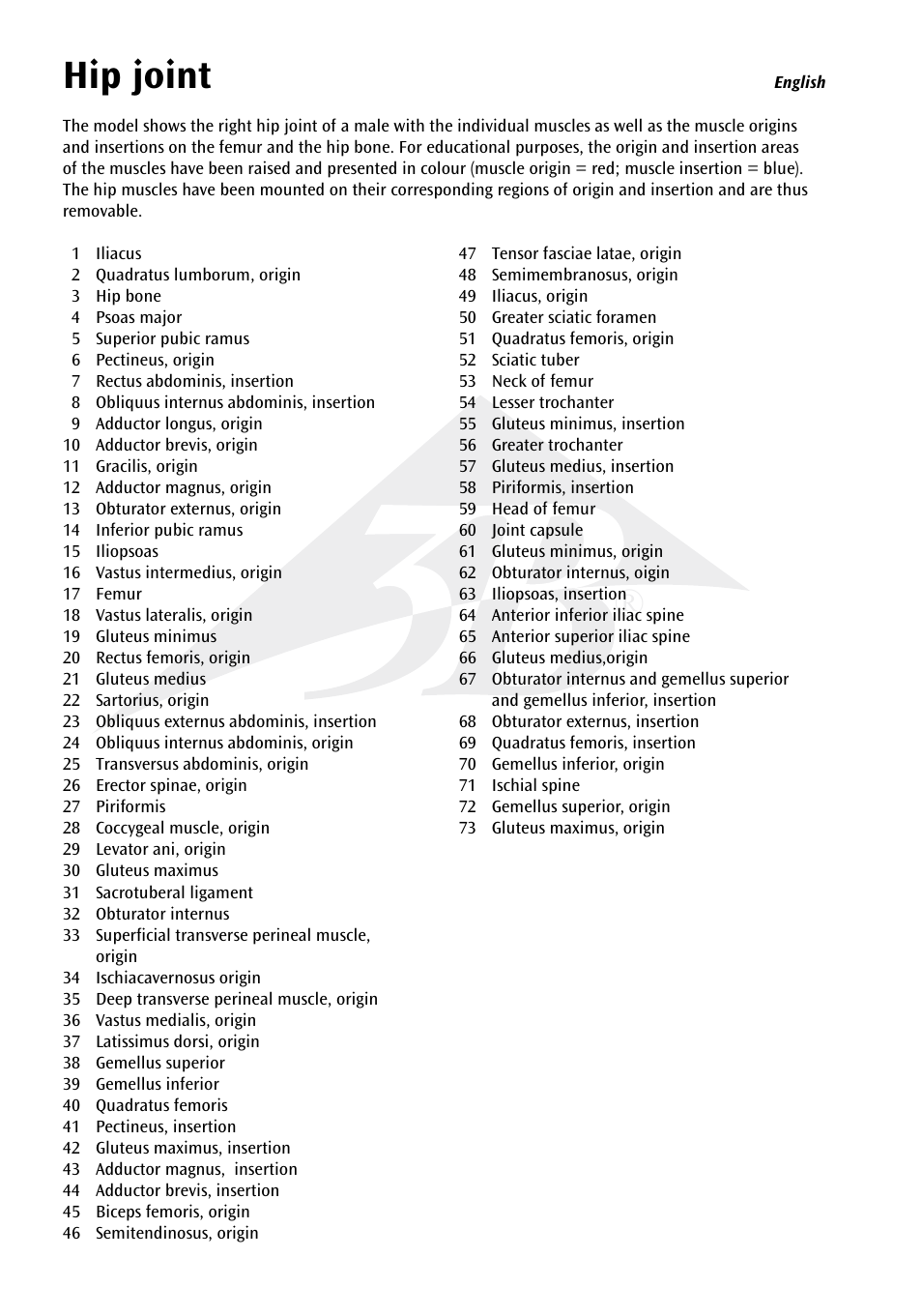 Hip joint | 3B Scientific Hip Joint with Removable Muscles, 7 part User Manual | Page 4 / 24