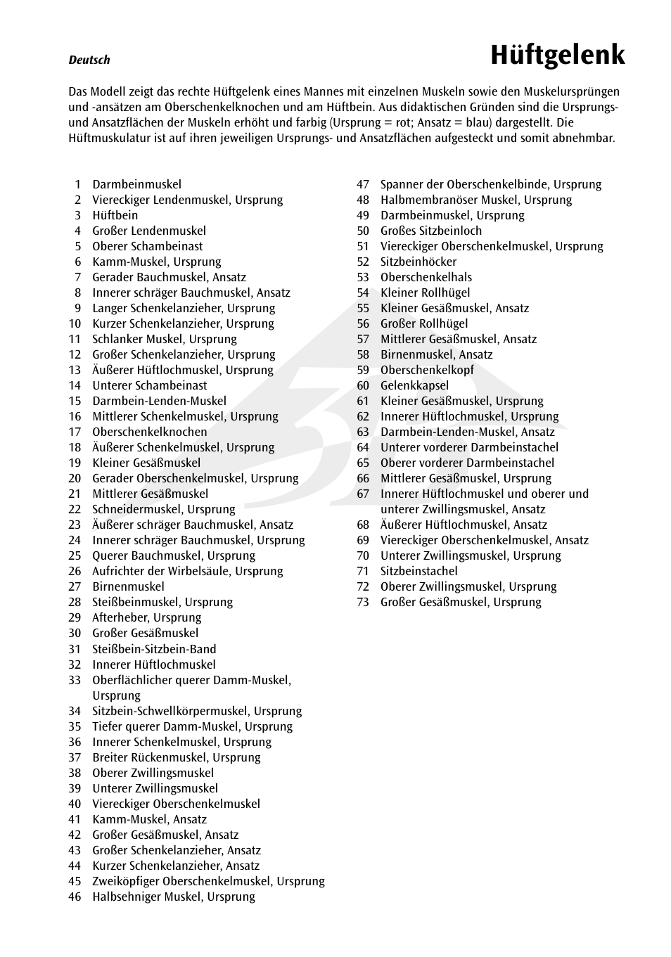 Hüftgelenk | 3B Scientific Hip Joint with Removable Muscles, 7 part User Manual | Page 5 / 24