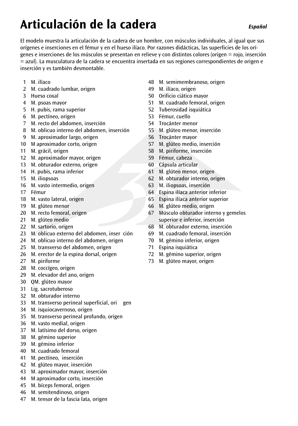 Articulación de la cadera | 3B Scientific Hip Joint with Removable Muscles, 7 part User Manual | Page 6 / 24