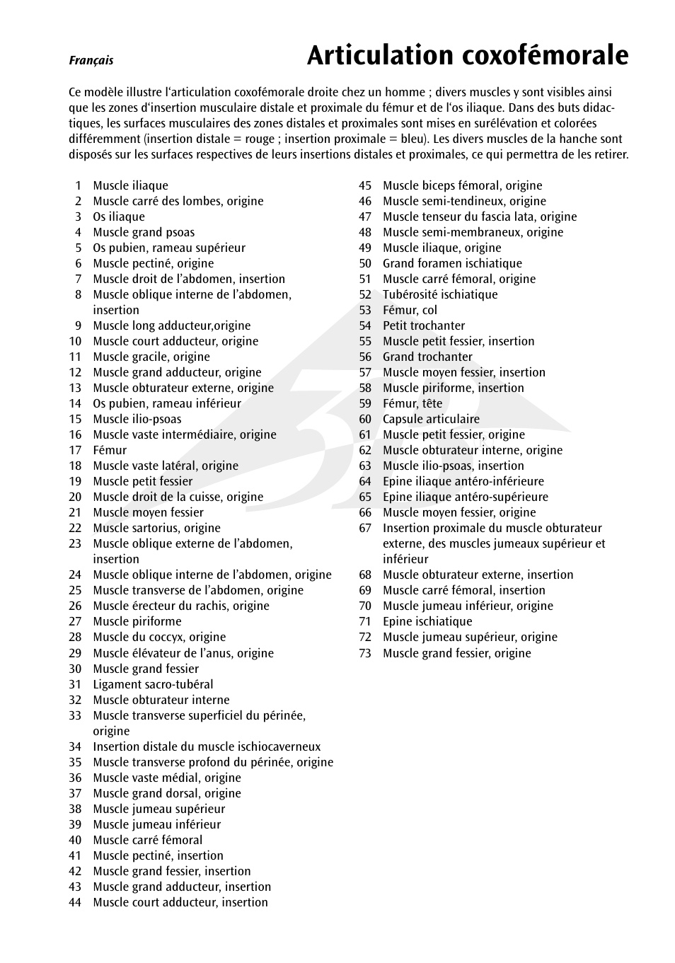 Articulation coxofémorale | 3B Scientific Hip Joint with Removable Muscles, 7 part User Manual | Page 7 / 24