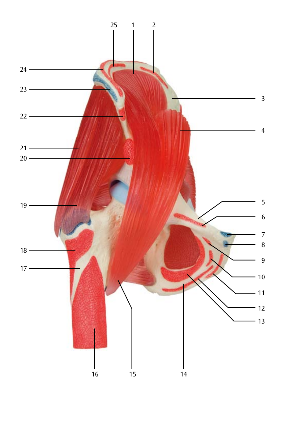 3B Scientific Hip Joint with Removable Muscles, 7 part User Manual | Page 8 / 24