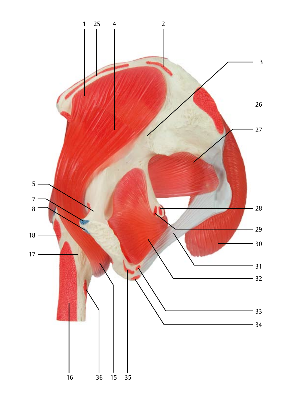 3B Scientific Hip Joint with Removable Muscles, 7 part User Manual | Page 9 / 24