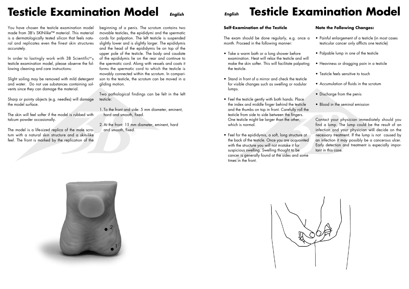 Testicle examination model | 3B Scientific Testicle Model User Manual | Page 2 / 9